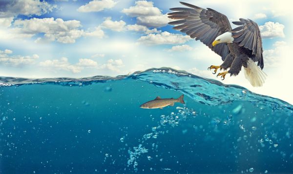 A bald eagle swooping down toward a fish to grab it in its talons.