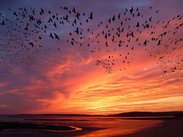 A flock of birds flying in the sky, which is red because of the setting sun.