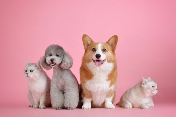 Two white cats, a poodle, and a welsh corgi sitting next to each other in front of a pink background.