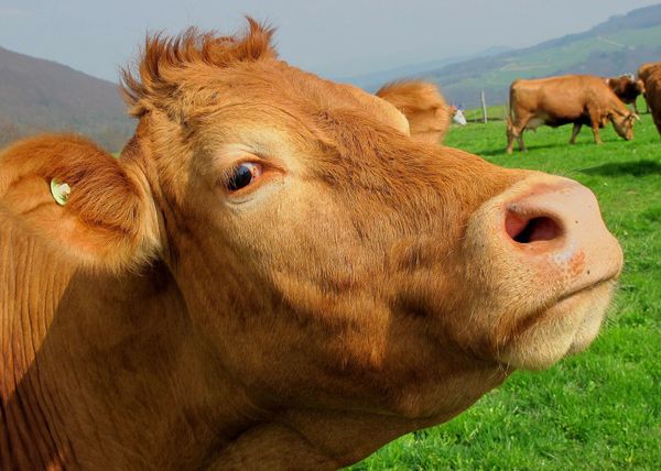 A close-up of a brown cow's face. There are other cows and grass in the background.