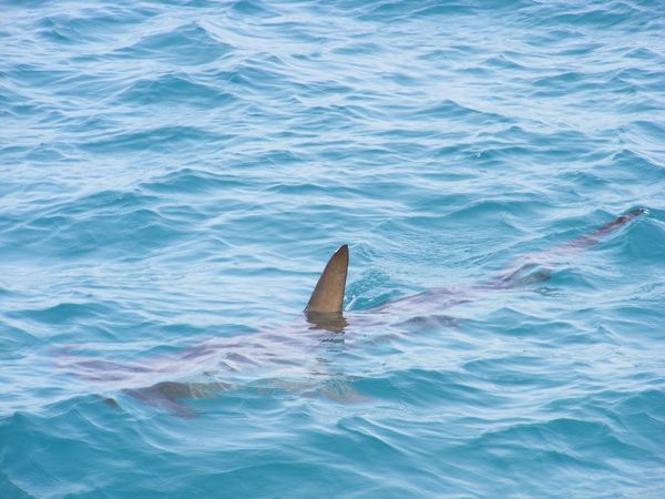 The blue ocean with a shark fin protruding above the water. The shark's shape is just visible beneath the surface.