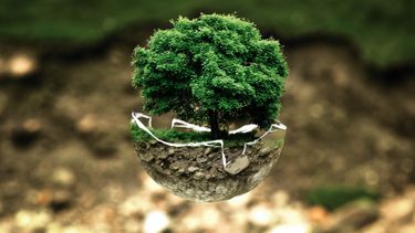A tree in a glass bowl, floating.