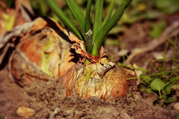 Onions half in the ground in a garden.