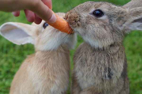 Two rabbits are biting a piece of carrot that is being held by a human hand.
