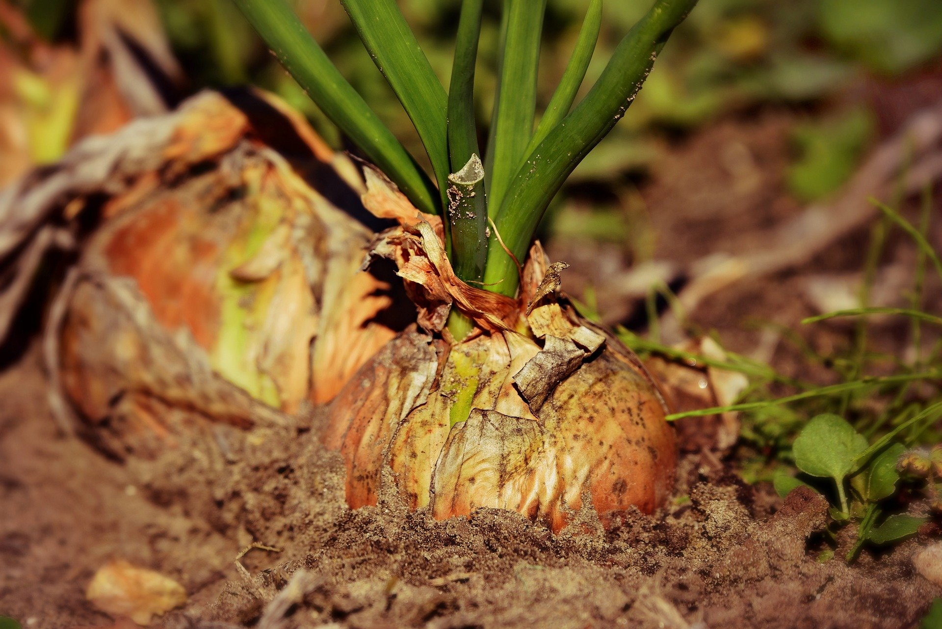 onions in the ground in a garden