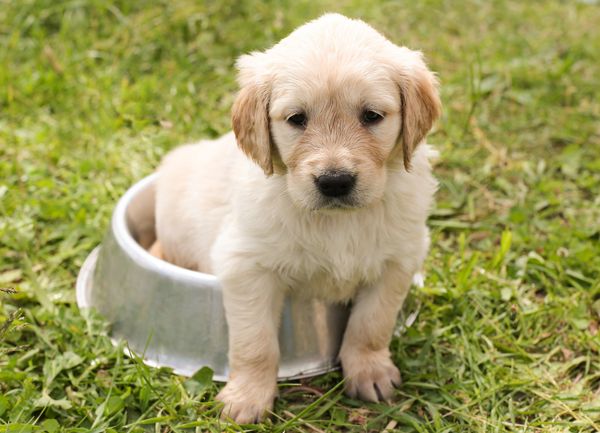 A golden retriever puppy half sitting in a food bowl and half on grass.