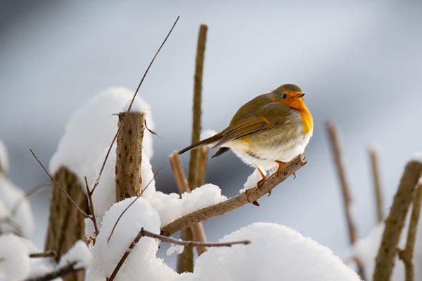 A plump robin perched on a twig in a snowy environment.