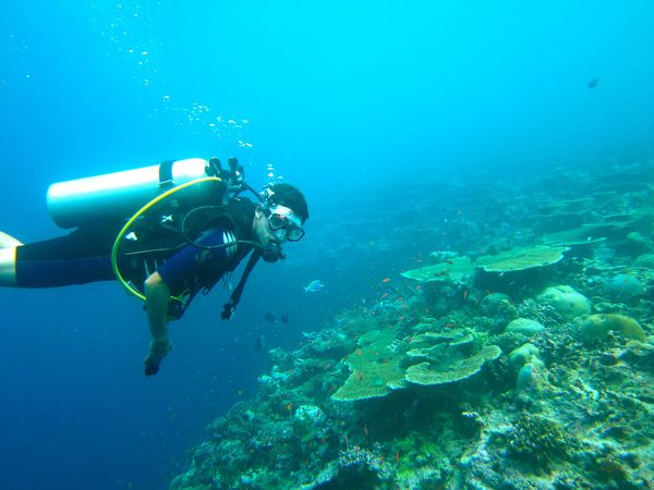 A scuba diver approaching some coral under the ocean.