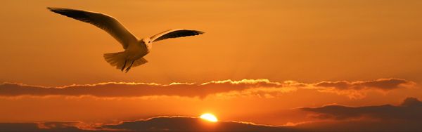 A seagull flying with the setting sun and clouds in the background.