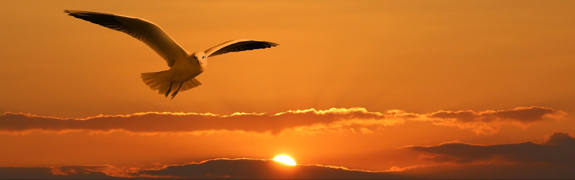a seagull flying with the setting sun in the background