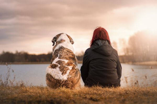 A dog sitting next to a human looking out on a lake.