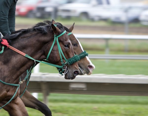 A side view of two brown horses racing. The closer horse is behind by a nose.