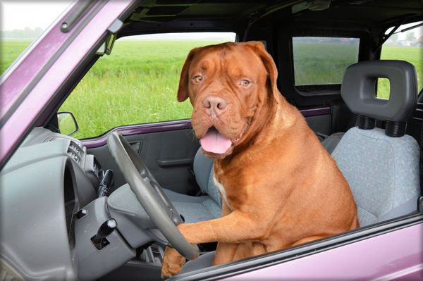 A big brown dog sitting in the driver's seat of a car.