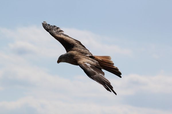 An eagle flying in the sky.